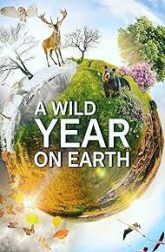 دانلود سریال A Wild Year on Earth 2020