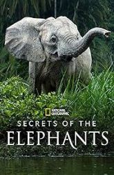 دانلود سریال Secrets of the Elephants 2023