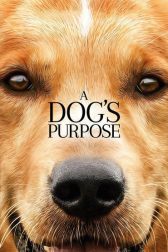 دانلود فیلم A Dogs Purpose 2017