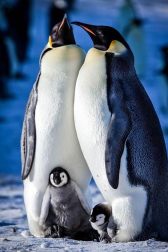 دانلود فیلم Snow Chick: A Penguins Tale 2015