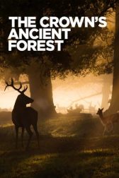 دانلود فیلم The Crowns Ancient Forest 2021