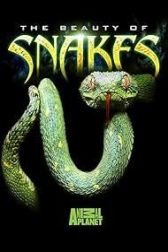دانلود فیلم Beauty of Snakes 2003