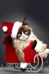 دانلود فیلم Grumpy Cat’s Worst Christmas Ever 2014